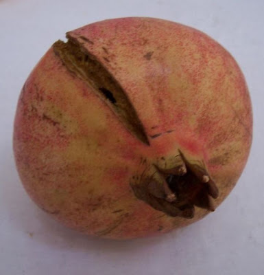 Mangrano