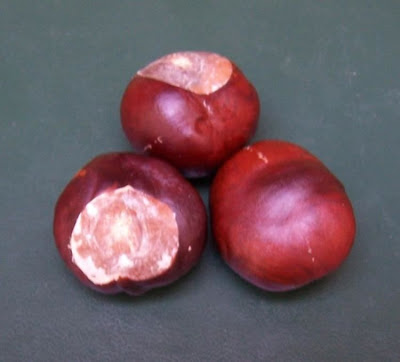 Ippocastano