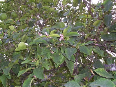 Limón Limón