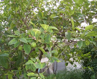 Limón Limón