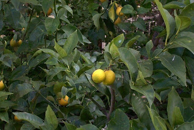 Limón Limón