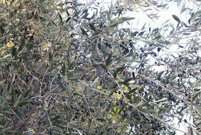 African olive African olive