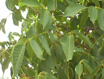 Juglans regia,
Carpathian walnut,
echte Walnu&szlig;,
English walnut,
hu tao,
Madeira walnut,
Noce comune,
nogal com&uacute;n,
nogal europeo,
nogal ingl&eacute;s,
nogueira-comum,
nogueira-europ&eacute;ia,
noyer commun,
Persian walnut,
Walnut