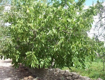 Juglans regia,
Carpathian walnut,
echte Walnu&szlig;,
English walnut,
hu tao,
Madeira walnut,
Noce comune,
nogal com&uacute;n,
nogal europeo,
nogal ingl&eacute;s,
nogueira-comum,
nogueira-europ&eacute;ia,
noyer commun,
Persian walnut,
Walnut