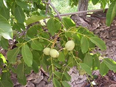 Juglans regia,
Carpathian walnut,
echte Walnu&szlig;,
English walnut,
hu tao,
Madeira walnut,
Noce comune,
nogal com&uacute;n,
nogal europeo,
nogal ingl&eacute;s,
nogueira-comum,
nogueira-europ&eacute;ia,
noyer commun,
Persian walnut,
Walnut