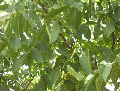 Juglans regia,
Carpathian walnut,
echte Walnu&szlig;,
English walnut,
hu tao,
Madeira walnut,
Noce comune,
nogal com&uacute;n,
nogal europeo,
nogal ingl&eacute;s,
nogueira-comum,
nogueira-europ&eacute;ia,
noyer commun,
Persian walnut,
Walnut