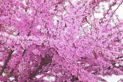 Judas-tree