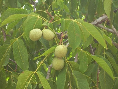 Juglans regia,
Carpathian walnut,
echte Walnu&szlig;,
English walnut,
hu tao,
Madeira walnut,
Noce comune,
nogal com&uacute;n,
nogal europeo,
nogal ingl&eacute;s,
nogueira-comum,
nogueira-europ&eacute;ia,
noyer commun,
Persian walnut,
Walnut