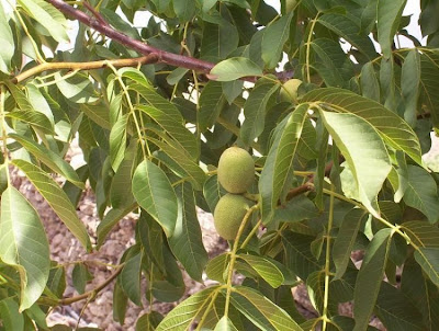 Madeira walnut