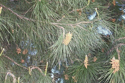 Aleppo Pine, Pinus halepensis Aleppo Pine, Pinus halepensis