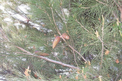 Aleppo Pine, Pinus halepensis Aleppo Pine, Pinus halepensis