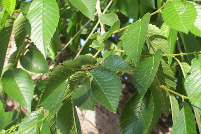 Ulmus minor,
,
European field elm,
Feldulme,
Olmo canescente,
Olmo comune,
orme champ&ecirc;tre,
ormeau,
Smooth Leaved Elm,
smoothleaf elm