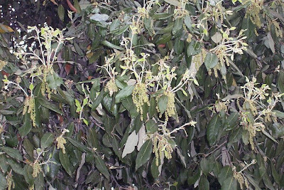 Quercus ilex,
ch&ecirc;ne vert,
Elce,
encina,
evergreen oak,
holly oak,
holm oak,
Ilici,
Leccio