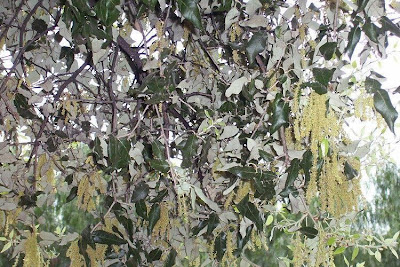 Quercus ilex,
ch&ecirc;ne vert,
Elce,
encina,
evergreen oak,
holly oak,
holm oak,
Ilici,
Leccio