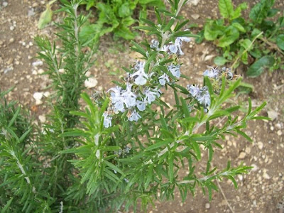Rosmarinus officinalis L.