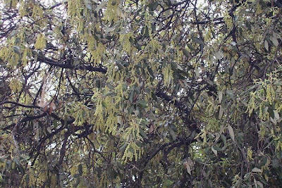 Quercus ilex,
ch&ecirc;ne vert,
Elce,
encina,
evergreen oak,
holly oak,
holm oak,
Ilici,
Leccio