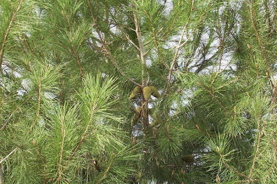 Aleppo Pine, Pinus halepensis Aleppo Pine, Pinus halepensis