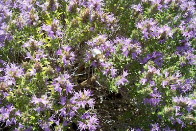 Thymus capitatus (L.) Hofmgg. et Lk.