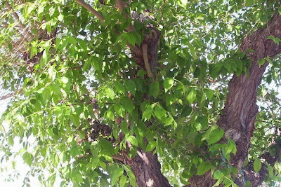 Ulmus minor,
,
European field elm,
Feldulme,
Olmo canescente,
Olmo comune,
orme champ&ecirc;tre,
ormeau,
Smooth Leaved Elm,
smoothleaf elm