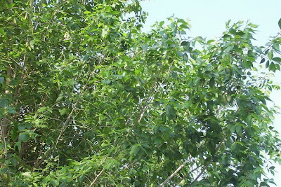 Ulmus minor,
,
European field elm,
Feldulme,
Olmo canescente,
Olmo comune,
orme champ&ecirc;tre,
ormeau,
Smooth Leaved Elm,
smoothleaf elm