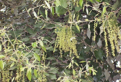 Quercus ilex,
ch&ecirc;ne vert,
Elce,
encina,
evergreen oak,
holly oak,
holm oak,
Ilici,
Leccio