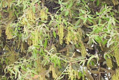 Quercus ilex,
ch&ecirc;ne vert,
Elce,
encina,
evergreen oak,
holly oak,
holm oak,
Ilici,
Leccio