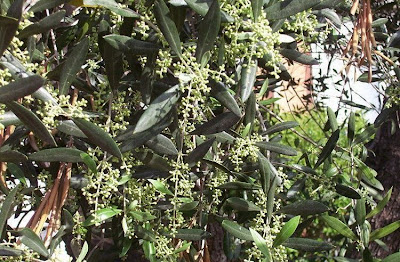 African olive African olive