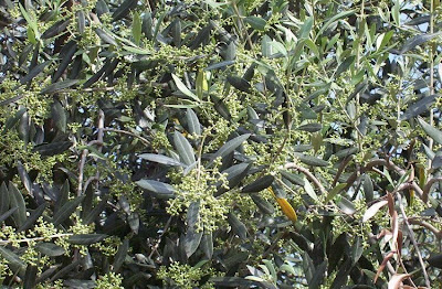 African olive African olive