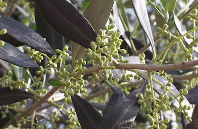 African olive African olive