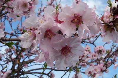 Almond Almond