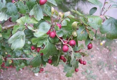 Two Styled Hawthorn