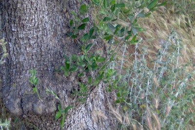 African olive African olive