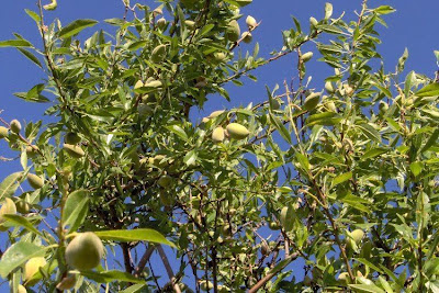 Almond Almond