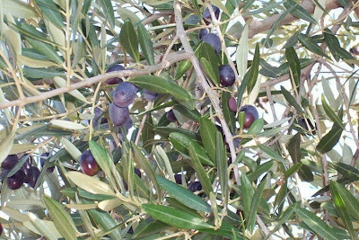 African olive African olive