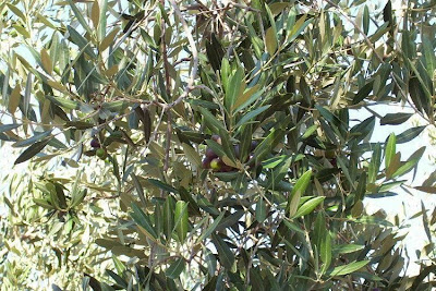 African olive African olive