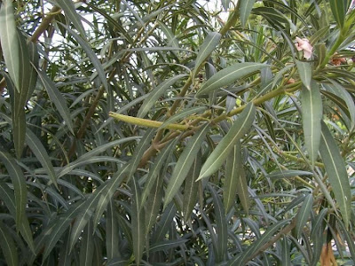 Rosebay