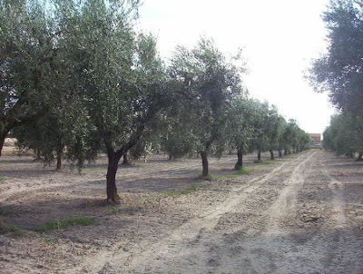 African olive African olive