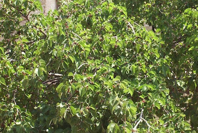 Common Mulberry Common Mulberry