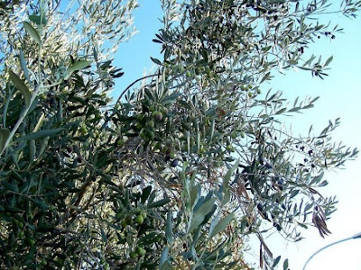 Olive