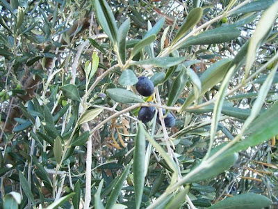 African olive African olive