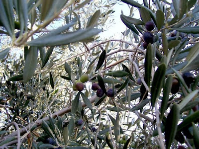 African olive African olive