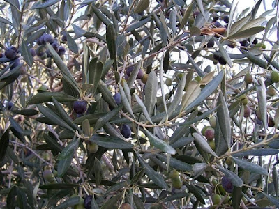 African olive African olive