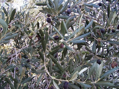 African olive African olive