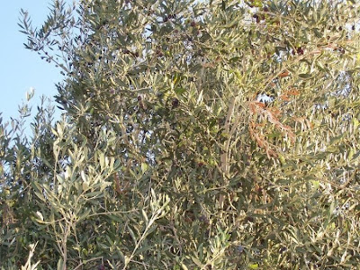 African olive African olive