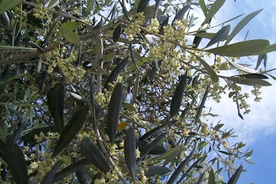 Olive Olive