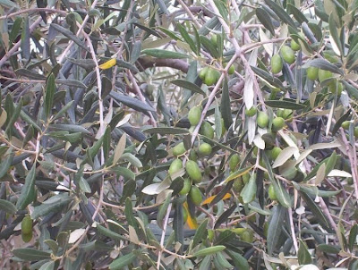African olive African olive