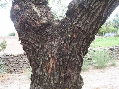 African olive African olive