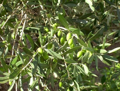 African olive African olive