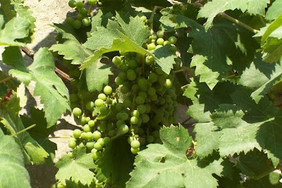 Echter Weinstock