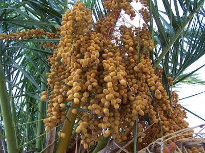 Canary Palm Canary Palm